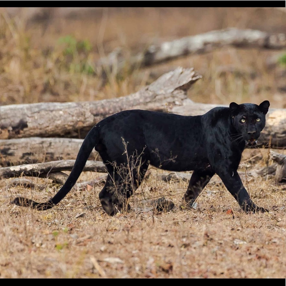 Meet your Posher, Sheila